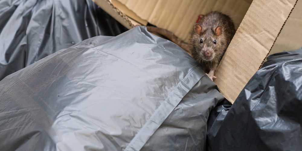 shutterstock_1180091728 Rat Sightings In Brentwood Due To Excess Waste And Fly-tipping