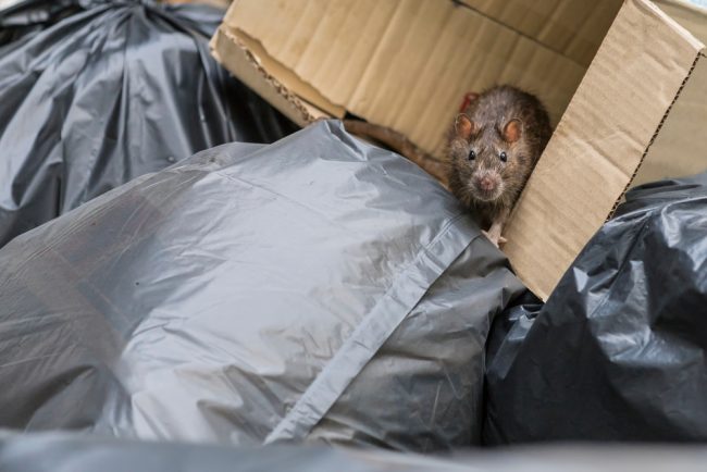 shutterstock_1180091728 Rat Sightings In Brentwood Due To Excess Waste And Fly-tipping