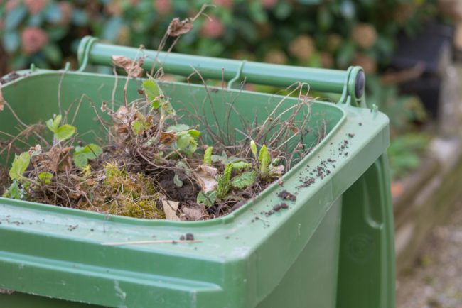 Recycling,In,Garden,With,Green,Waste,-,Green,Bin Garden waste in wheelie bin