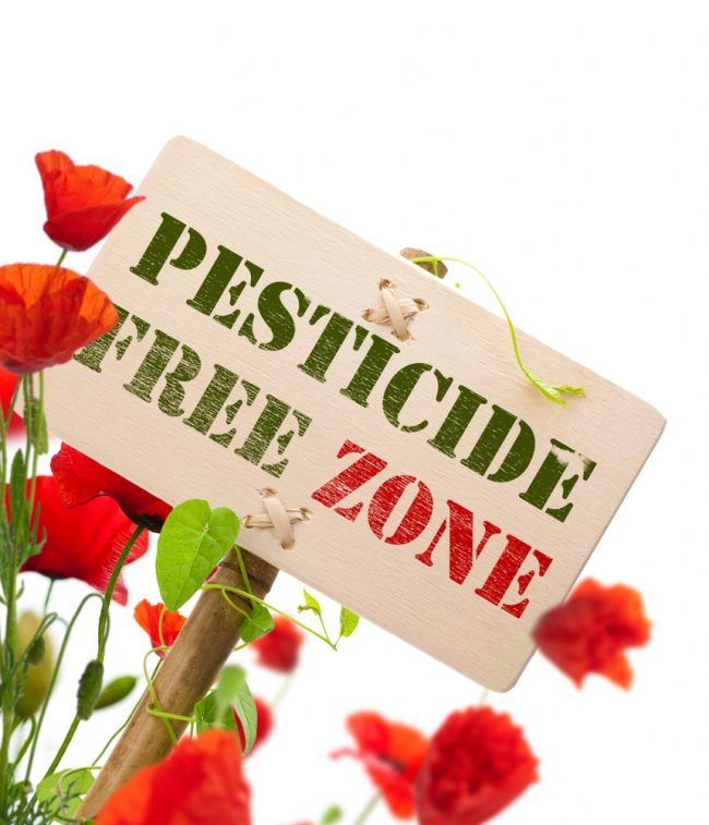 Pesticide,Free,Zone,Message,On,A,Wooden,Panel,,Green,Plant THE IMPORTANCE OF SAFELY DISPOSING OF PESTICIDES
